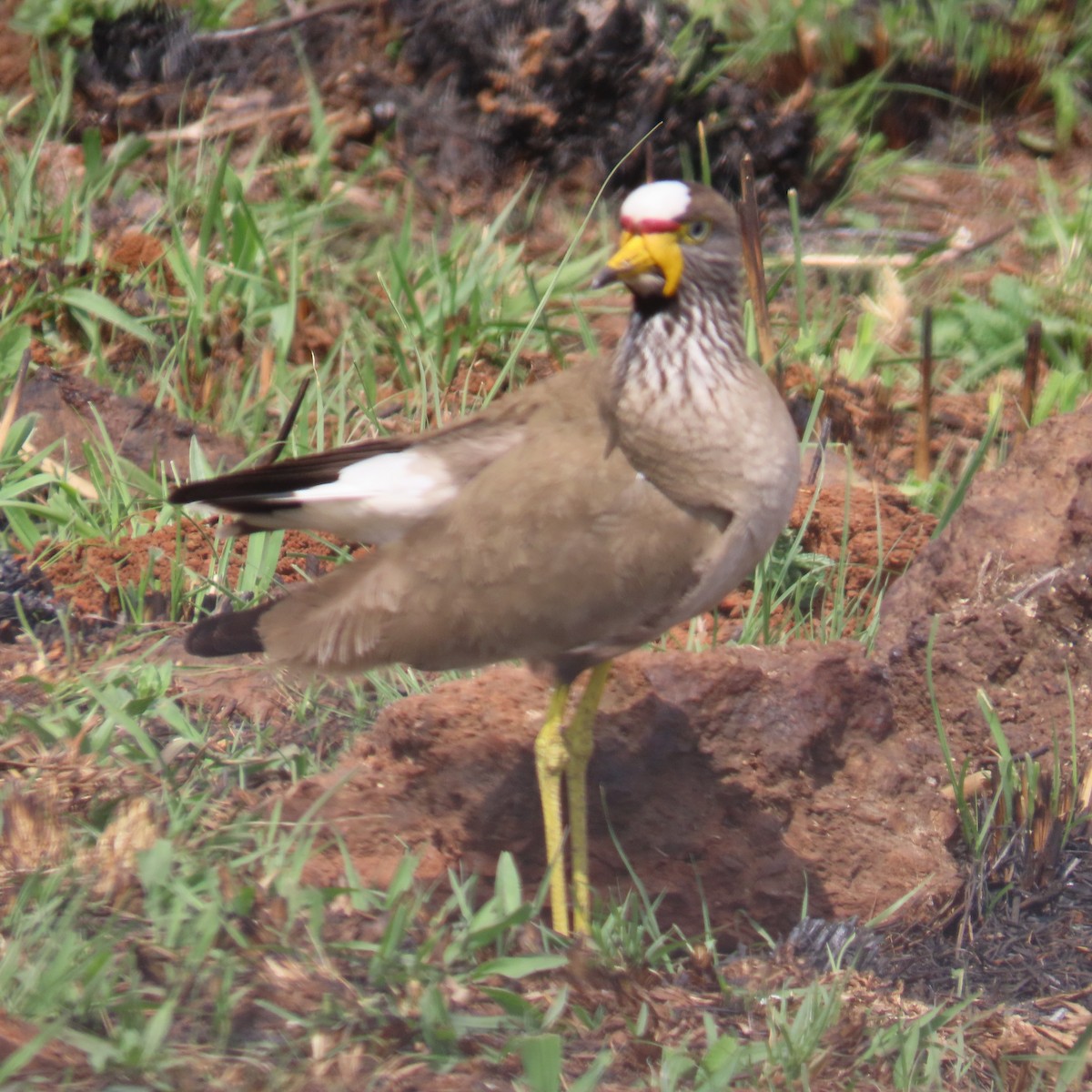 Senegalkiebitz - ML644632884