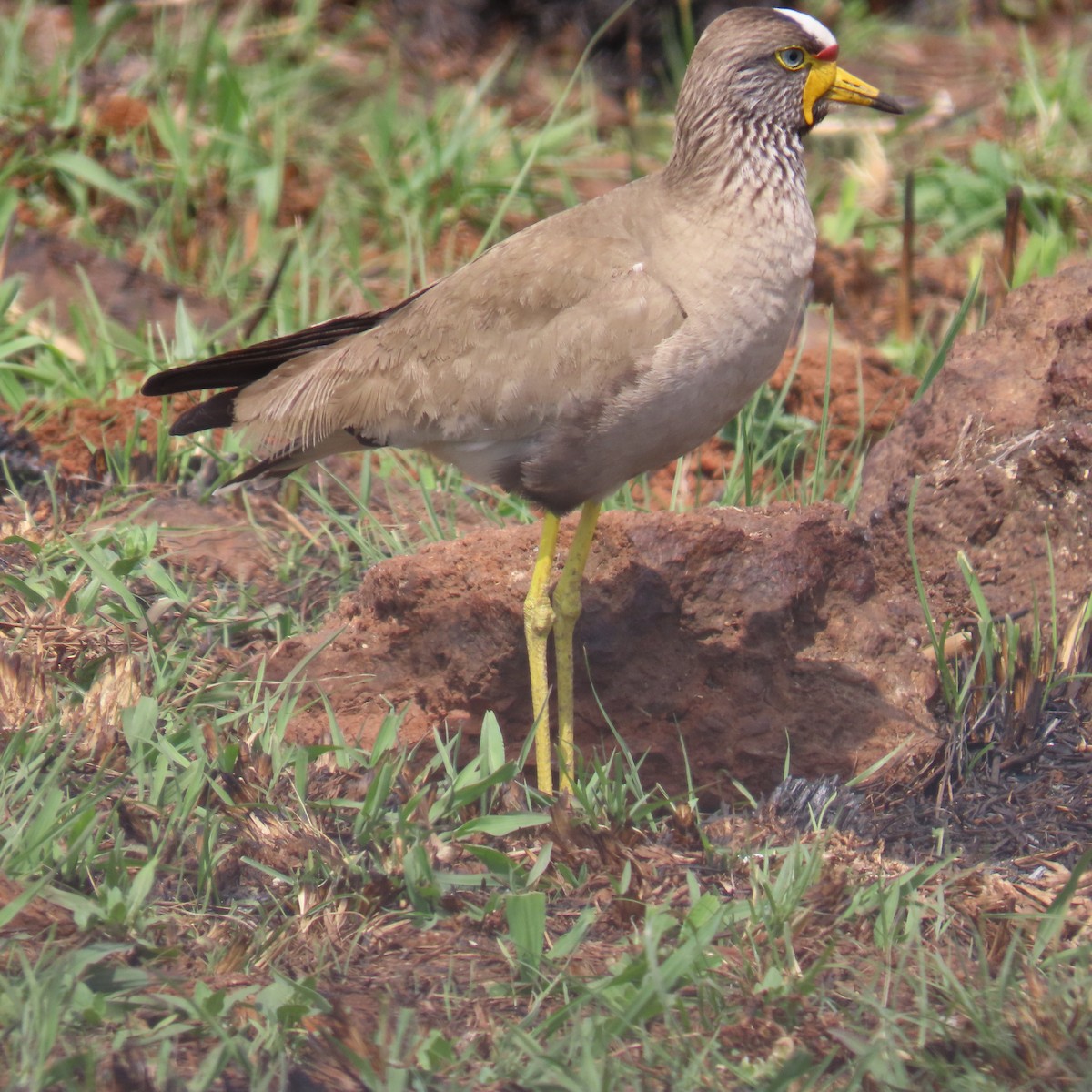 Senegalkiebitz - ML644632886