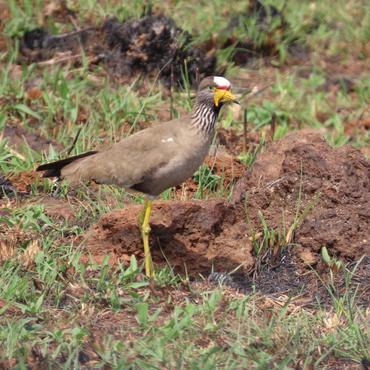 Senegalkiebitz - ML644632888