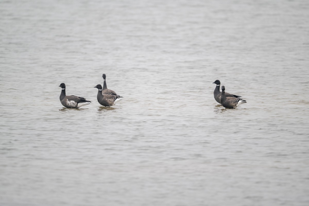 ringgås - ML644632891