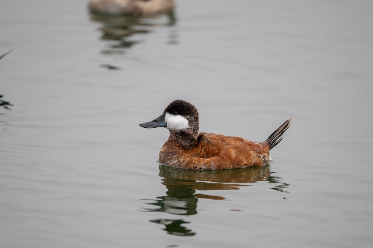 Amerika Dikkuyruğu - ML644632892