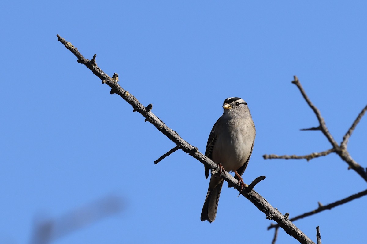 White-crowned Sparrow - ML644632893