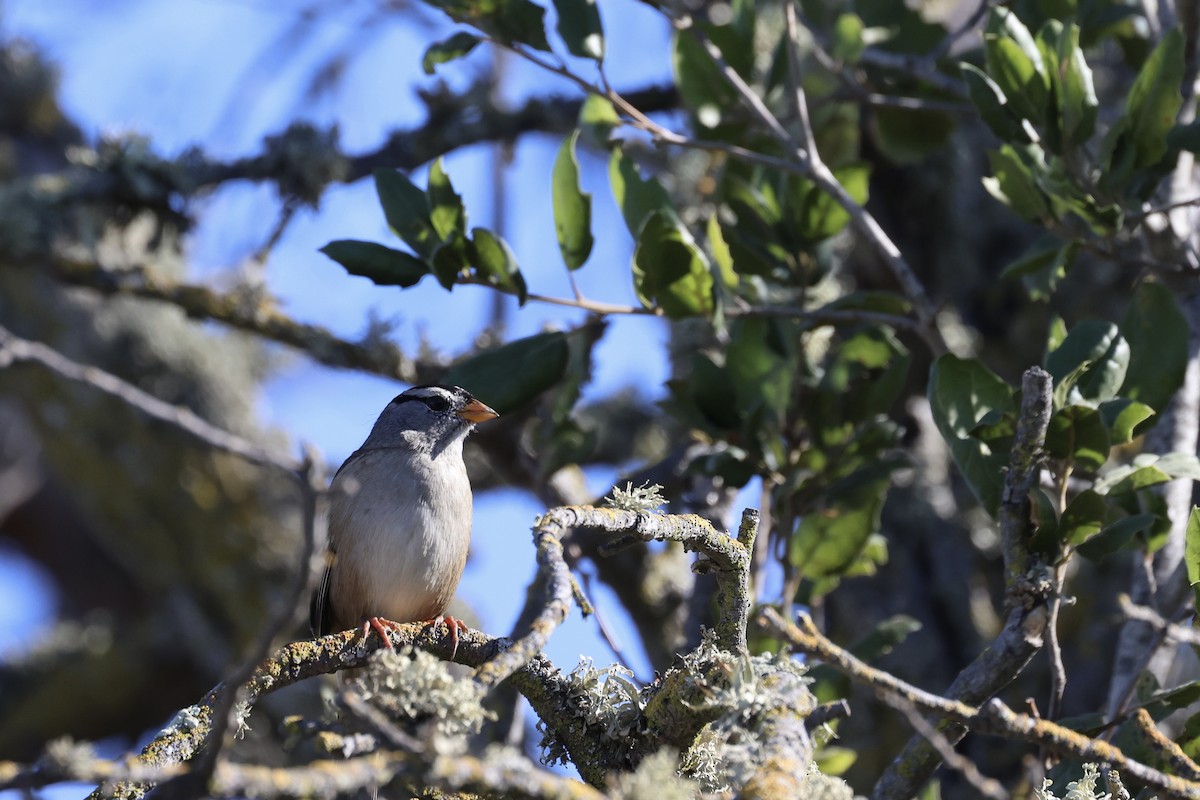 White-crowned Sparrow - ML644632895