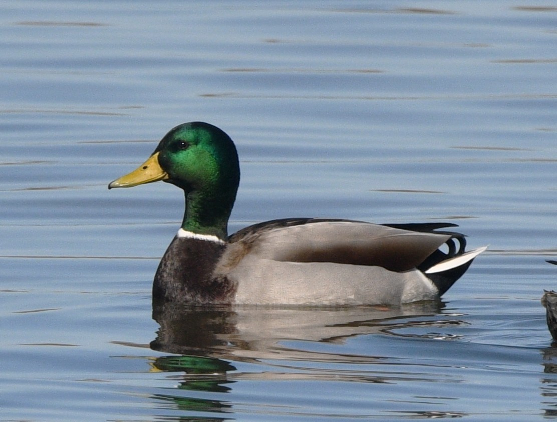Mallard - ML644632896