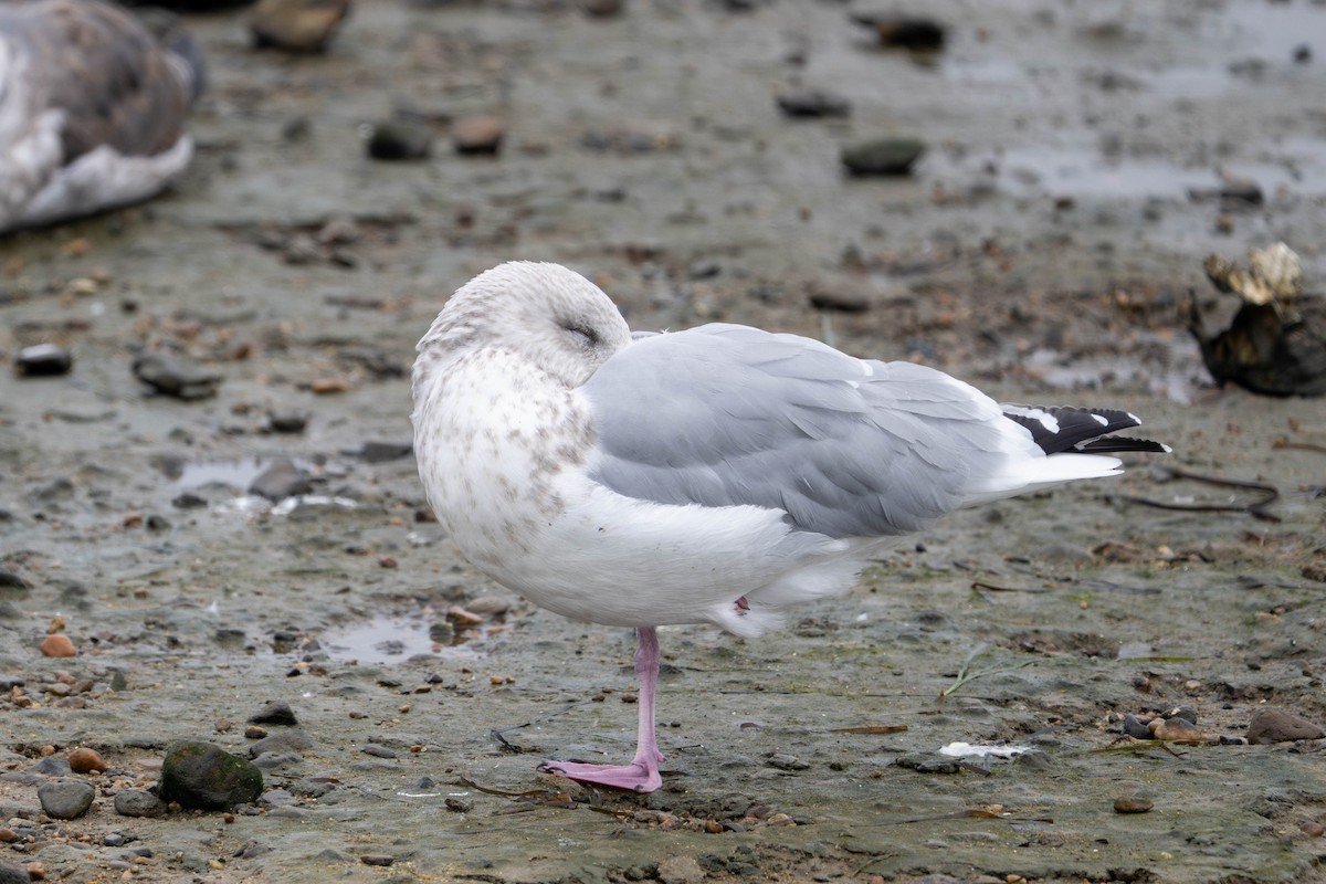 Goéland arctique (thayeri) - ML644632899