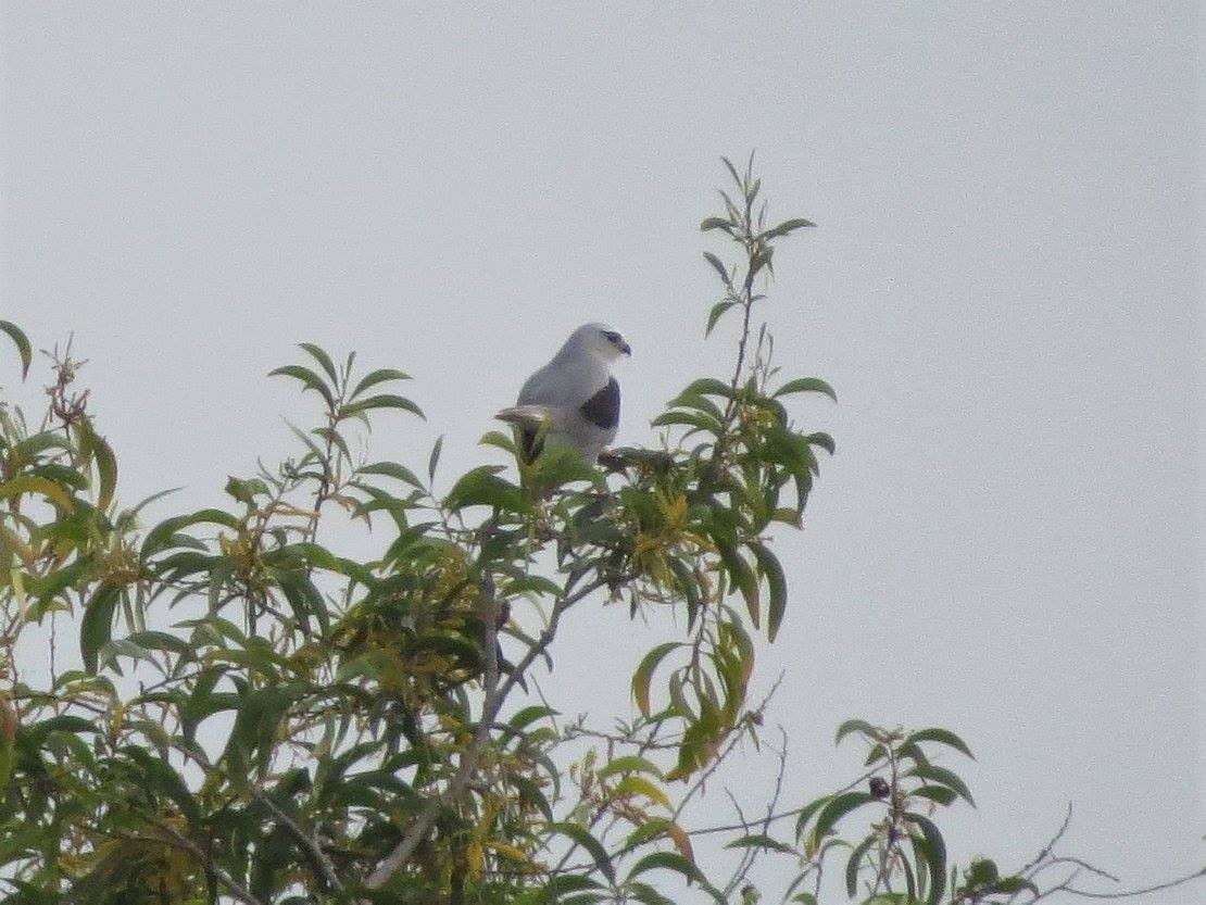 Élanion blanc - ML644632900