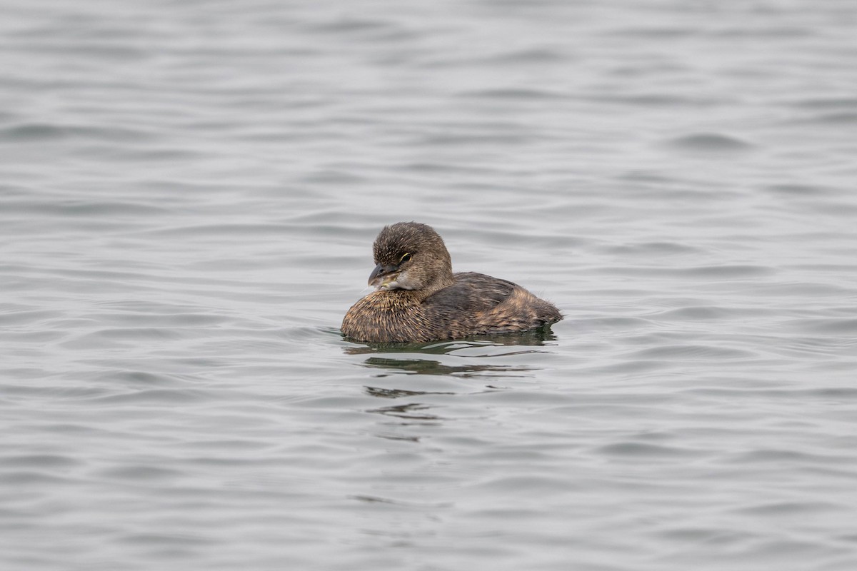 Grèbe à bec bigarré - ML644632901