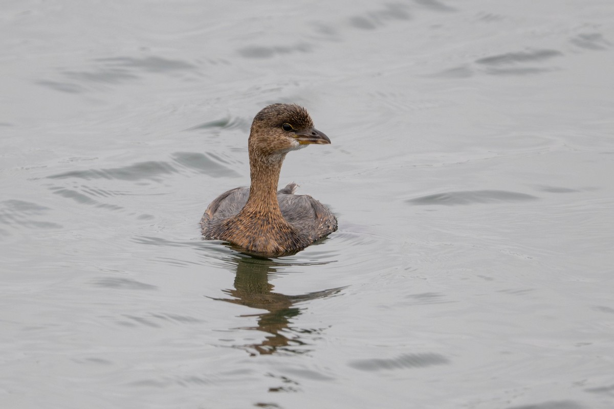 Grèbe à bec bigarré - ML644632902