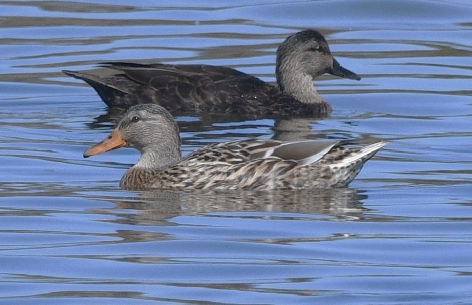 Canard colvert - ML644632903