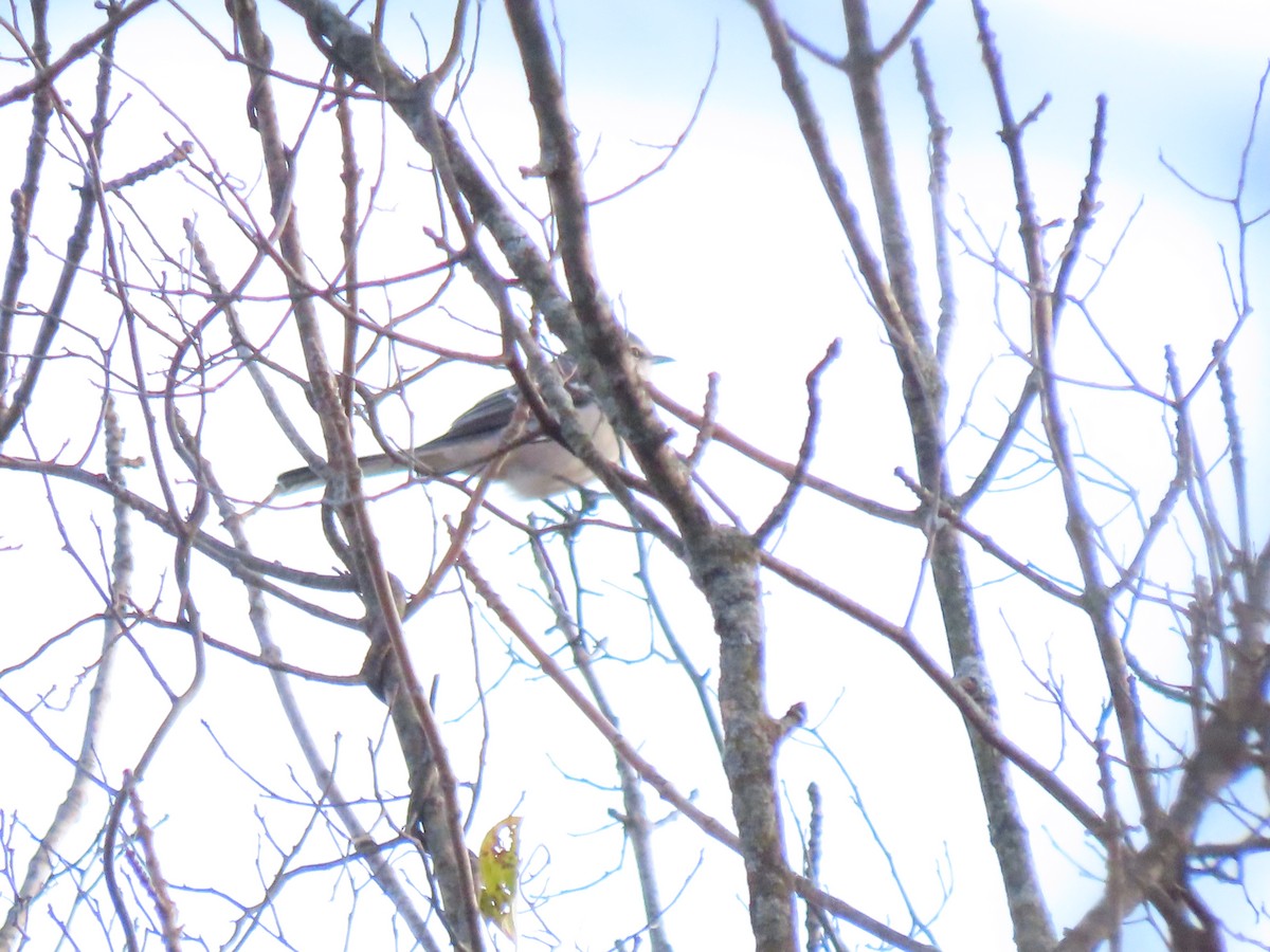 Moqueur polyglotte - ML644632904