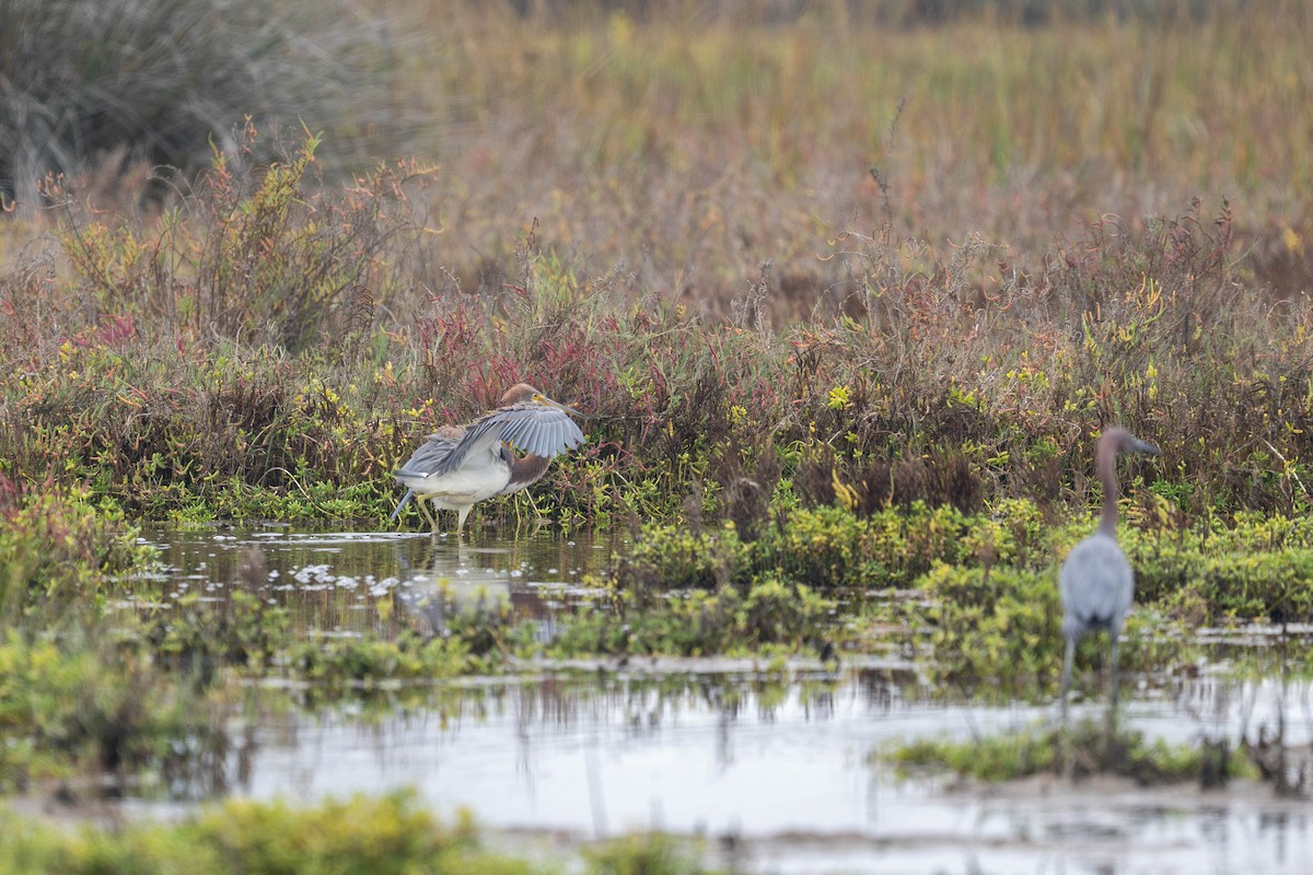 Aigrette tricolore - ML644632905