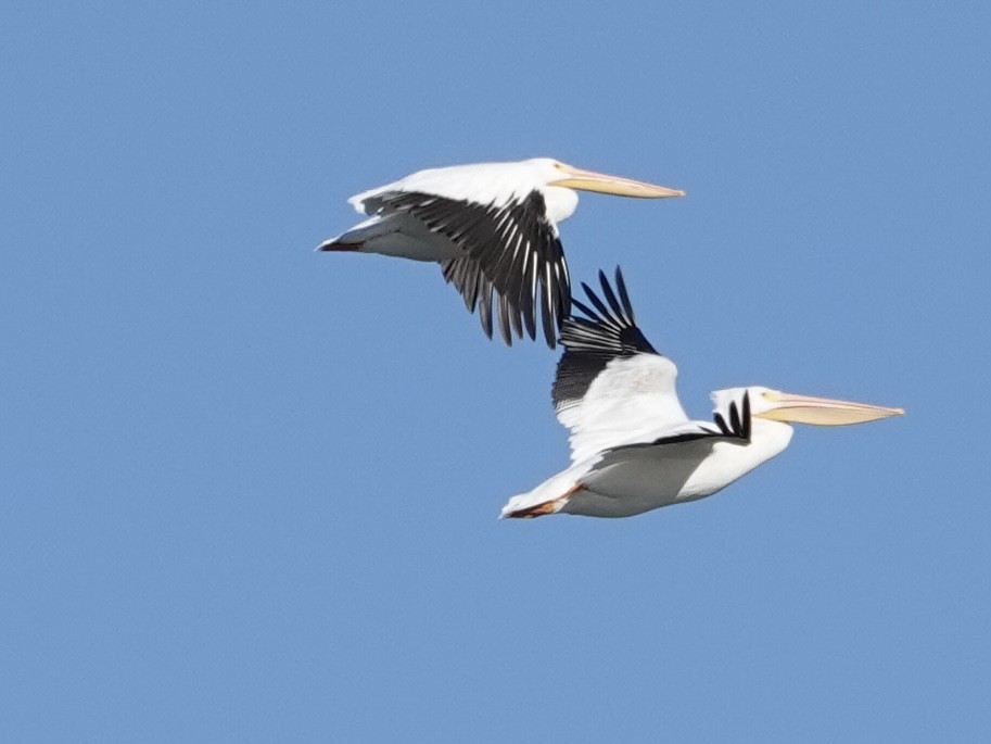 Pélican d'Amérique - ML644632906