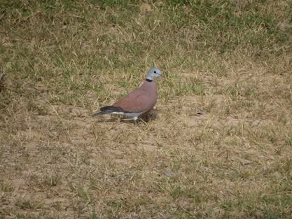 Tourterelle à tête grise - ML644632909