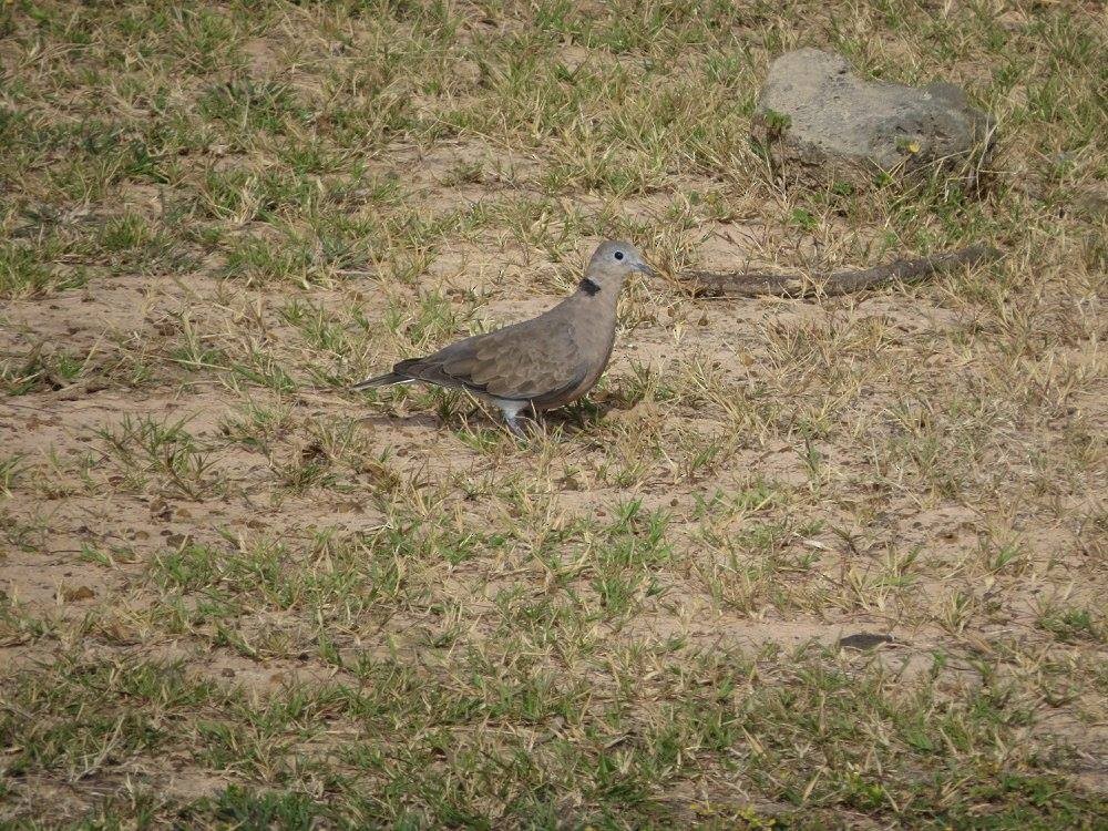 Tourterelle à tête grise - ML644632910