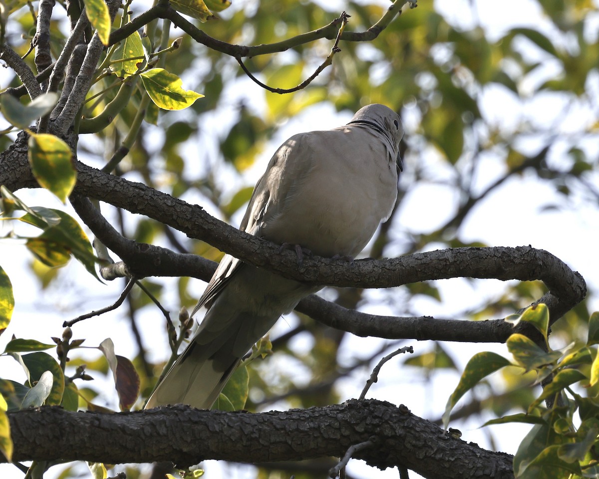 Tourterelle turque - ML644632912