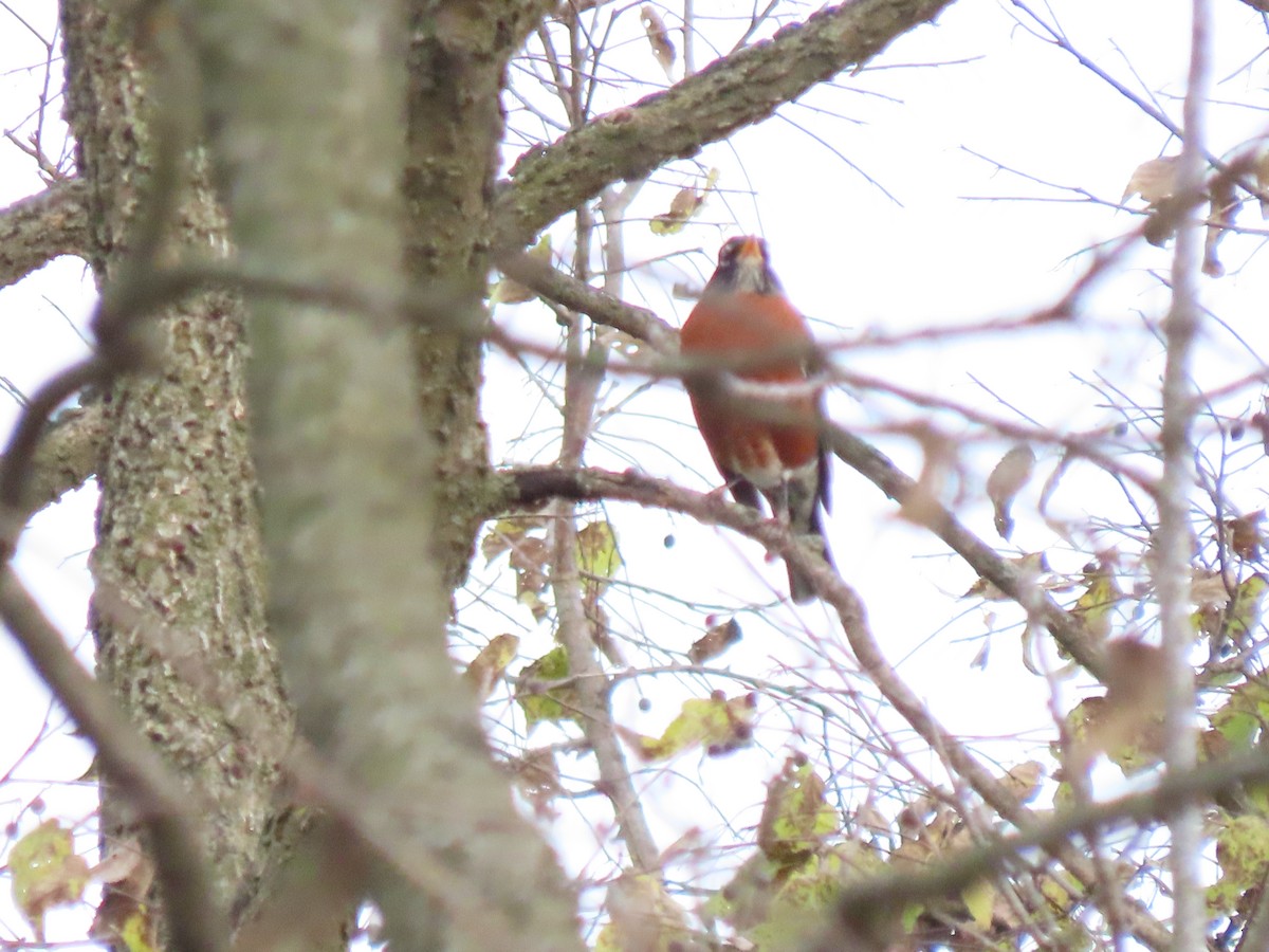 Merle d'Amérique - ML644632913