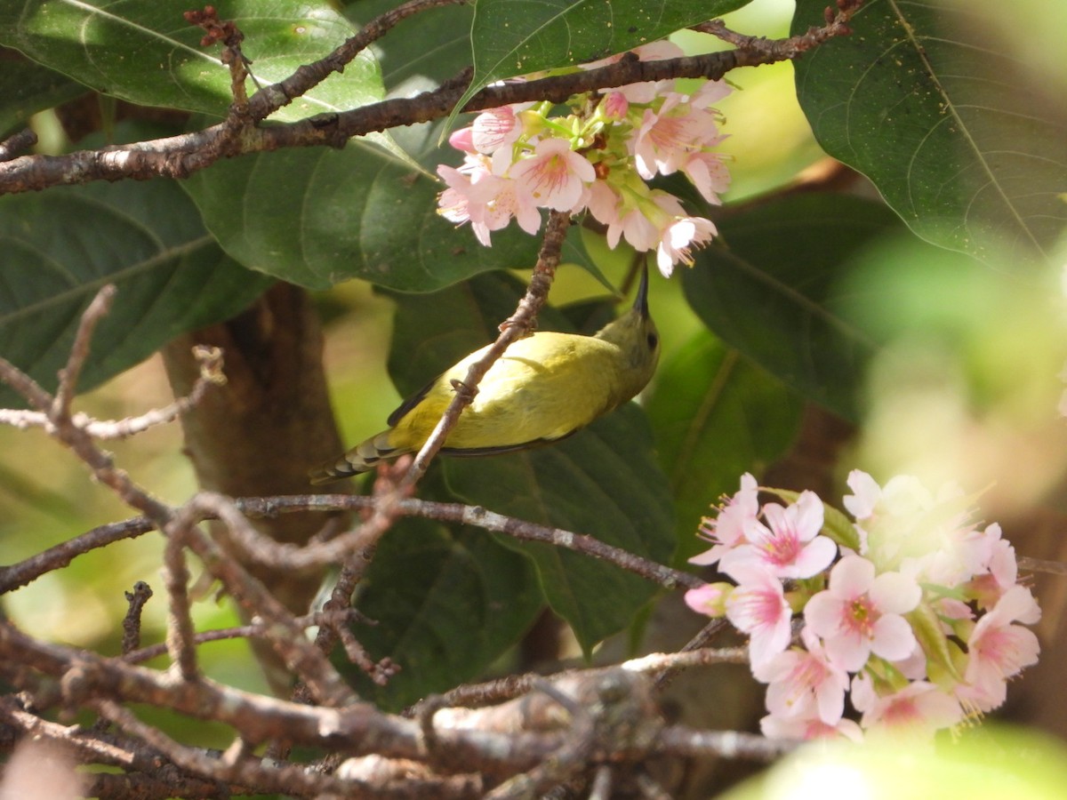 Souimanga à queue verte - ML644632914