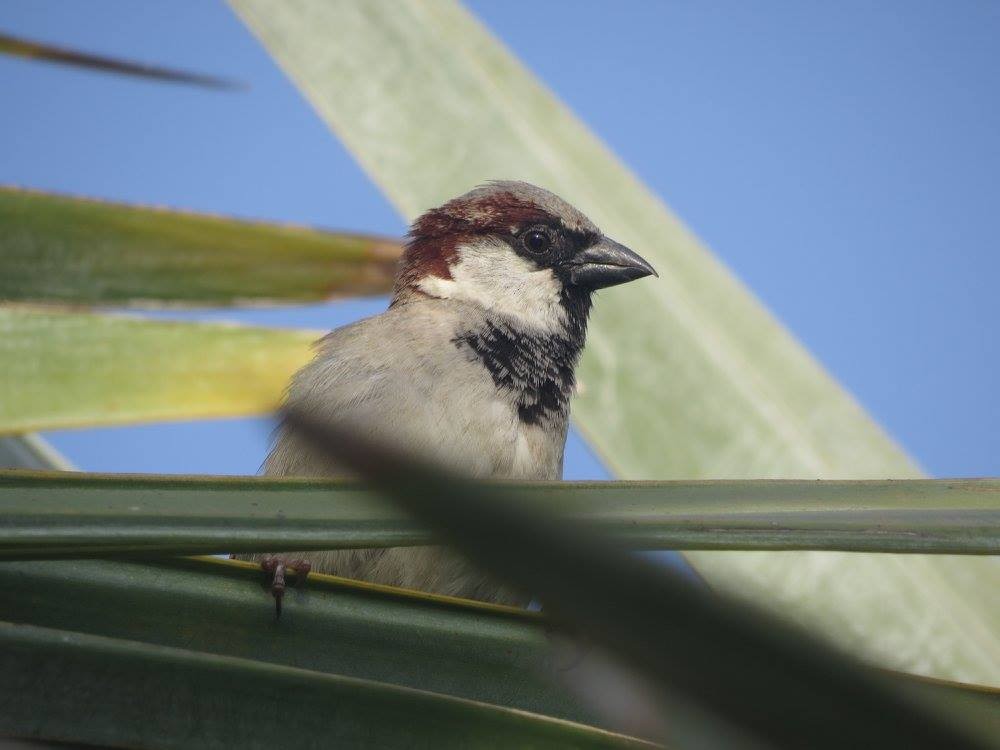 Moineau domestique - ML644632915