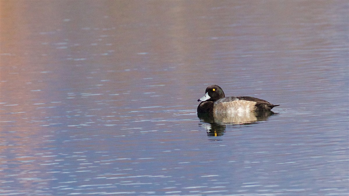 Fuligule milouinan - ML644632916