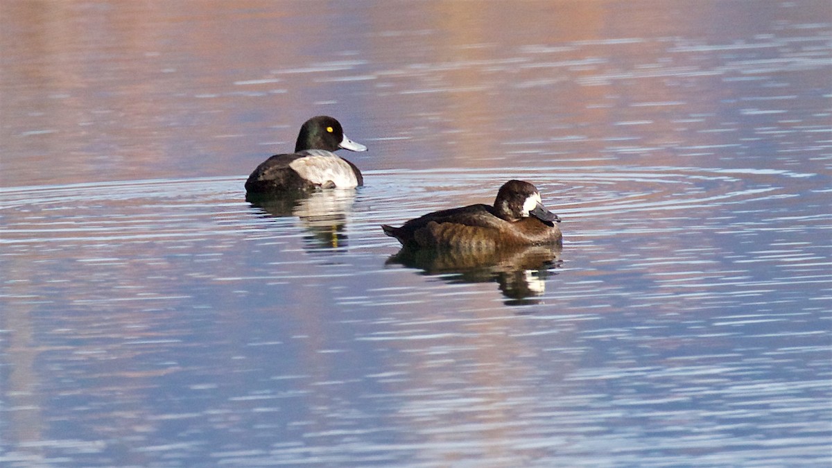 Fuligule milouinan - ML644632917