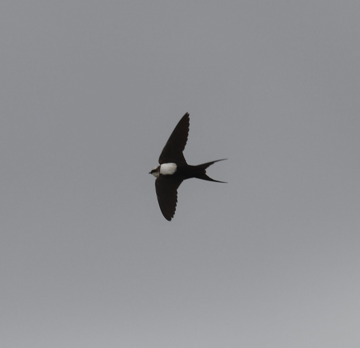 Hirondelle à dos blanc - ML644632918