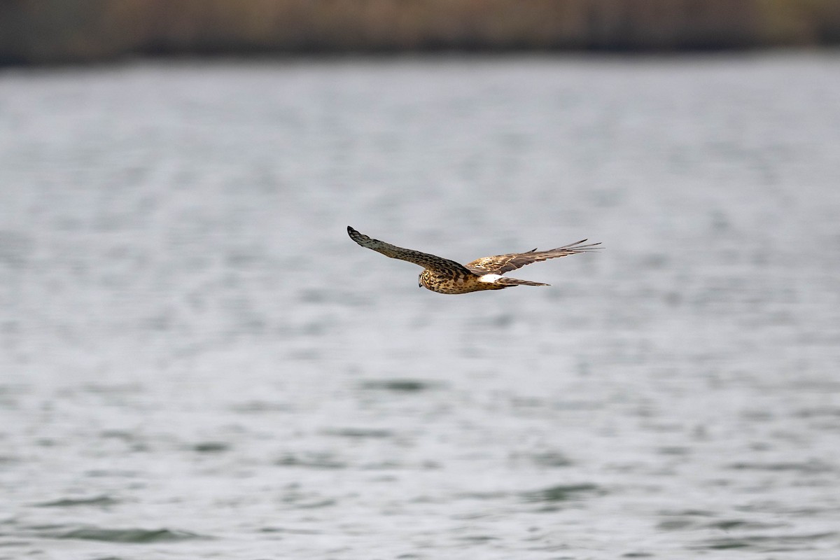 Busard des marais - ML644632919