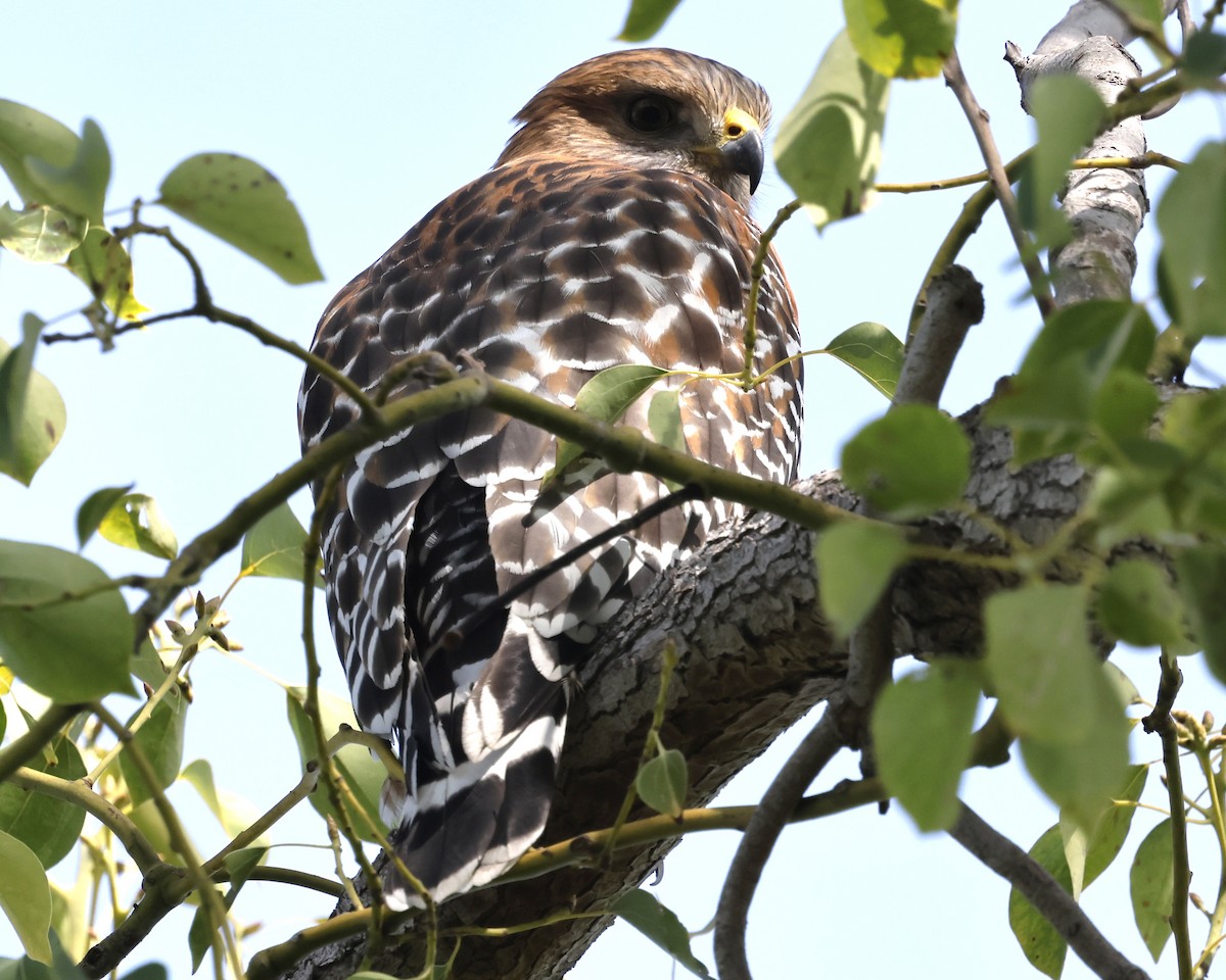 Buse à épaulettes - ML644632921