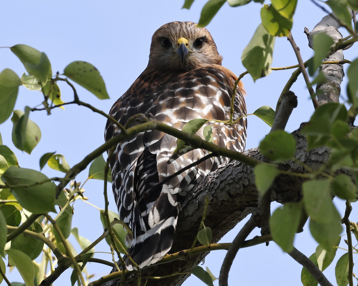 Buse à épaulettes - ML644632922