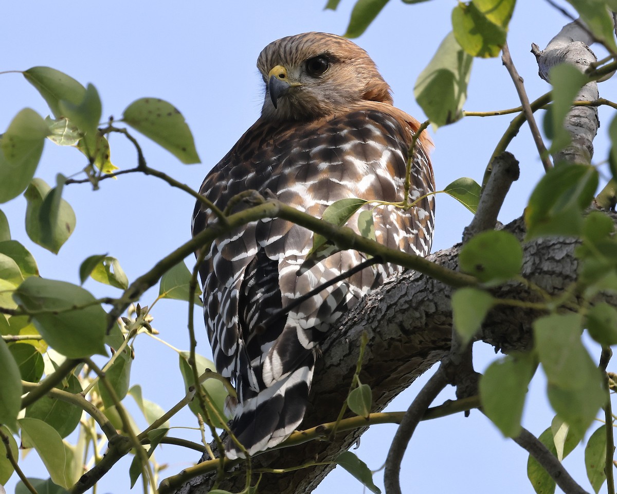 Buse à épaulettes - ML644632923