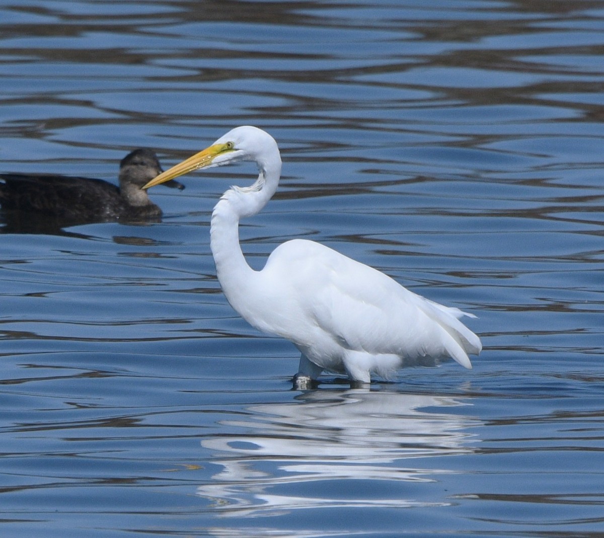 Grande Aigrette - ML644632924