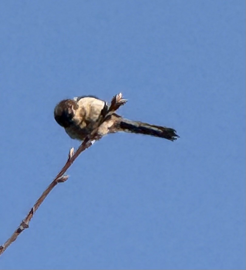 Orite à longue queue - ML644632925