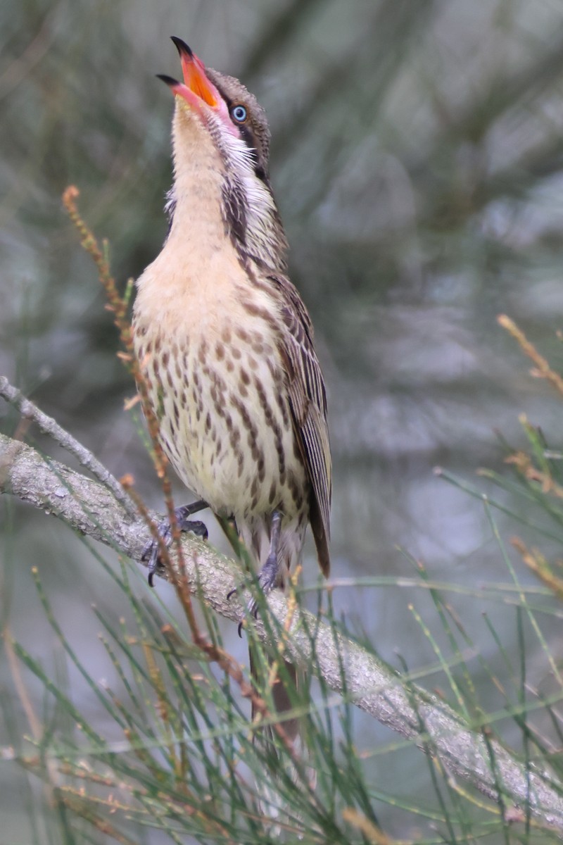 Diken Yanaklı Balkuşu - ML644632927