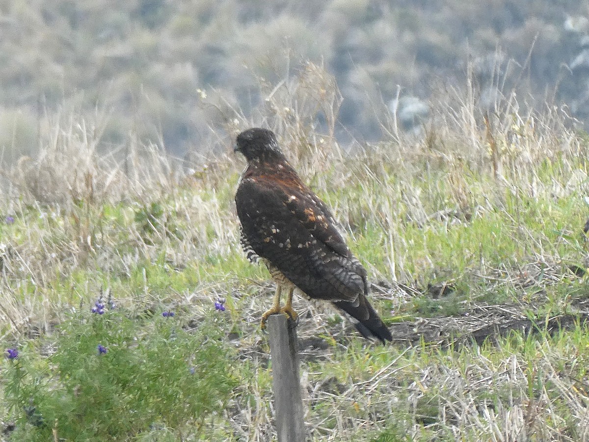 Buse tricolore - ML644632928