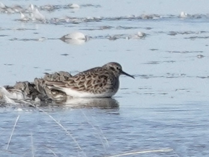 Least Sandpiper - ML644632935