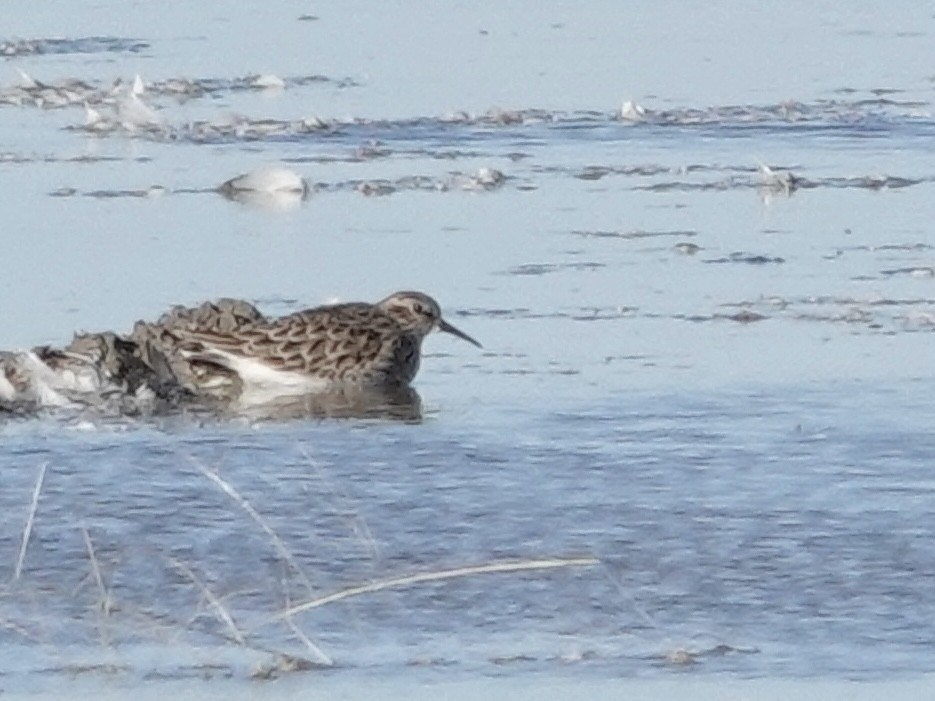 Least Sandpiper - ML644632936