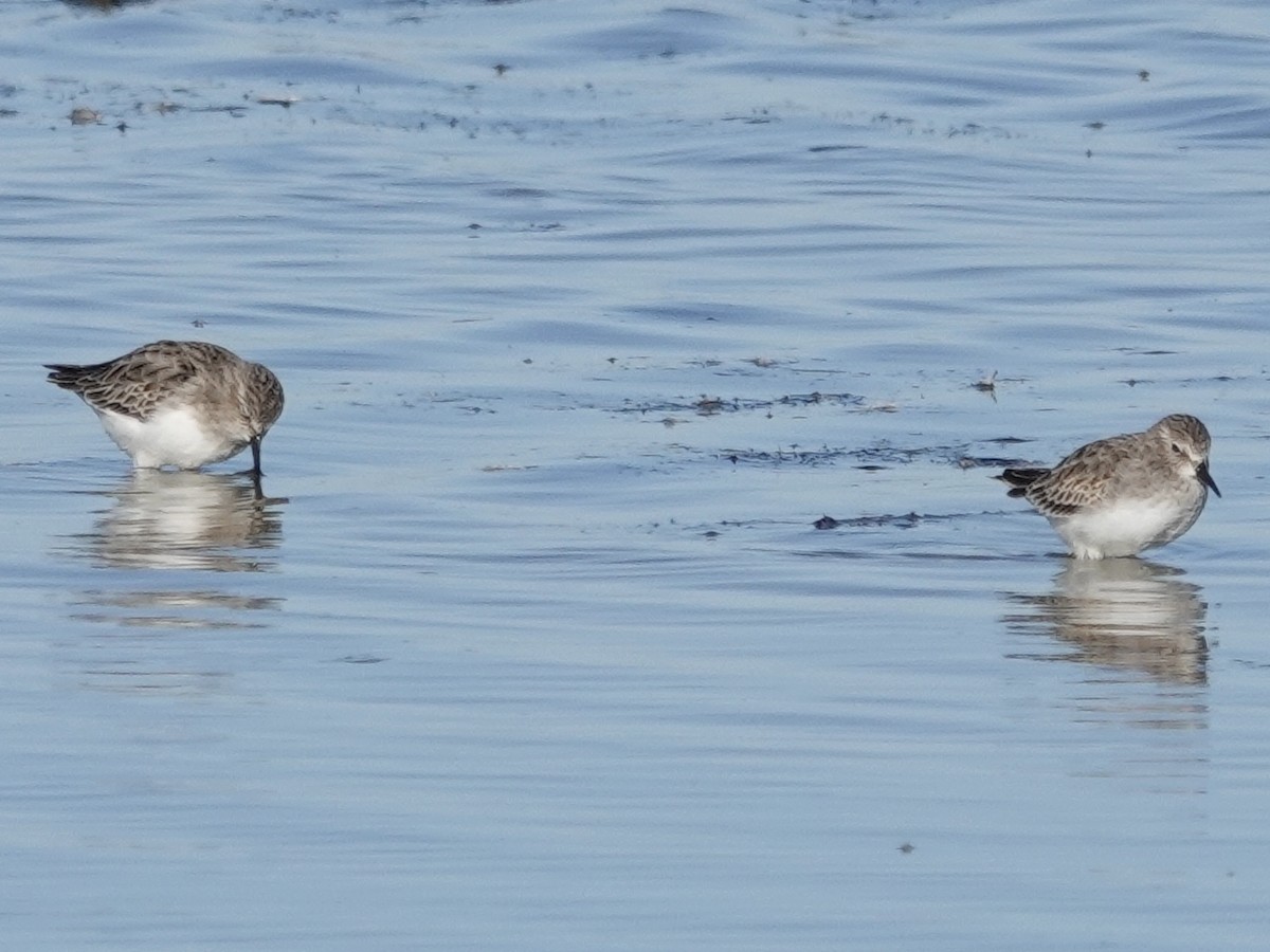 Least Sandpiper - ML644632937