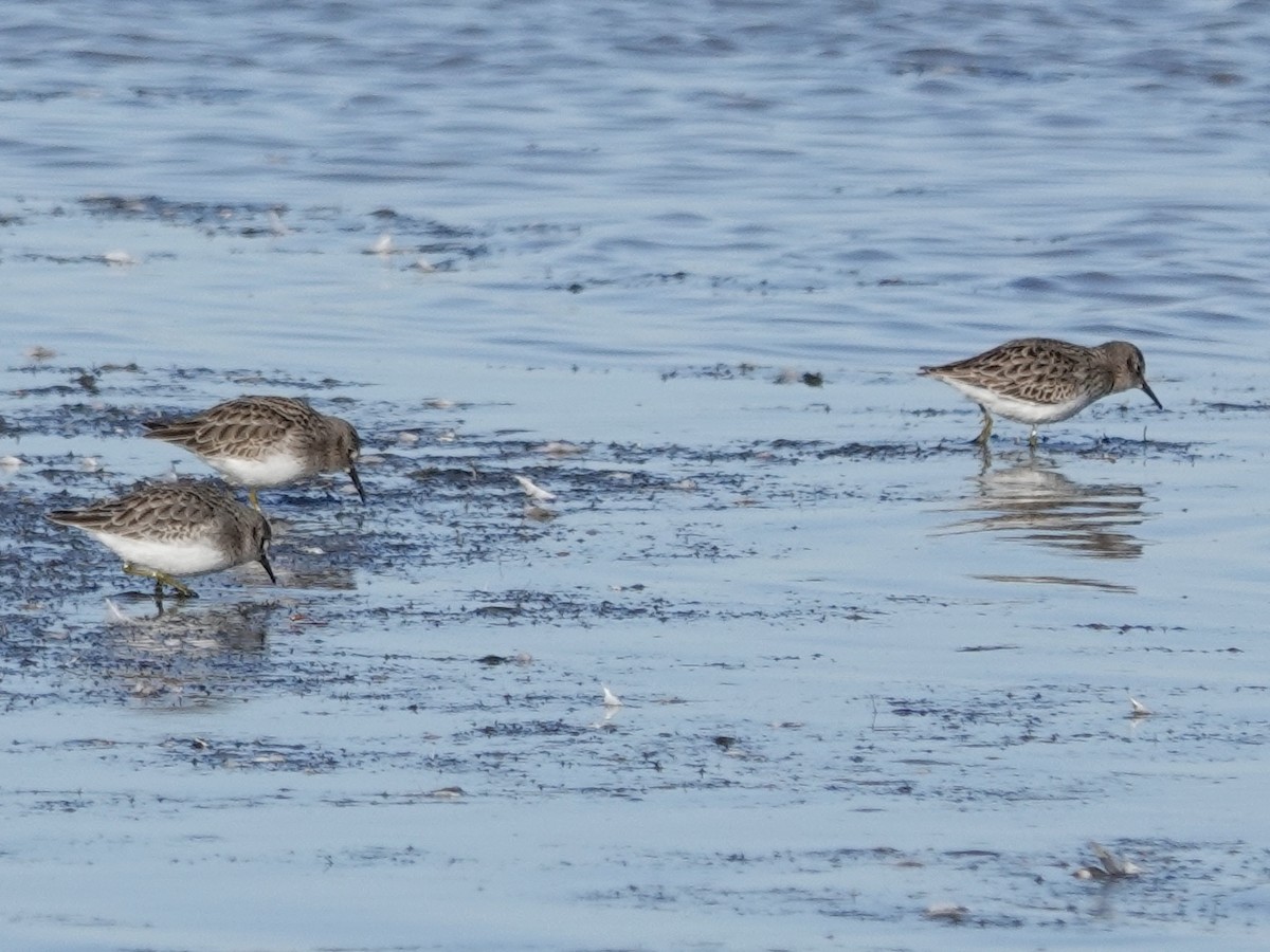 Least Sandpiper - ML644632938