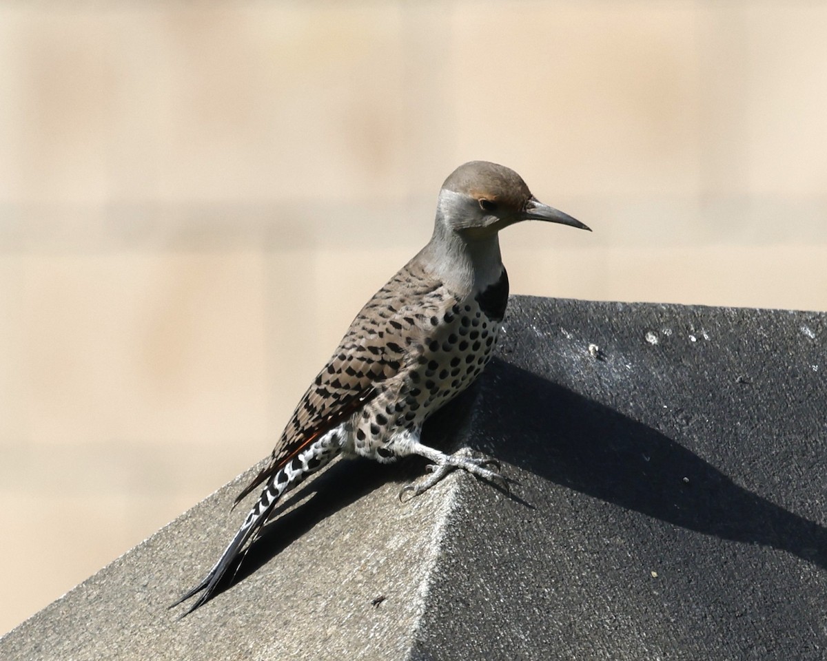 Northern Flicker (Red-shafted) - ML644632939