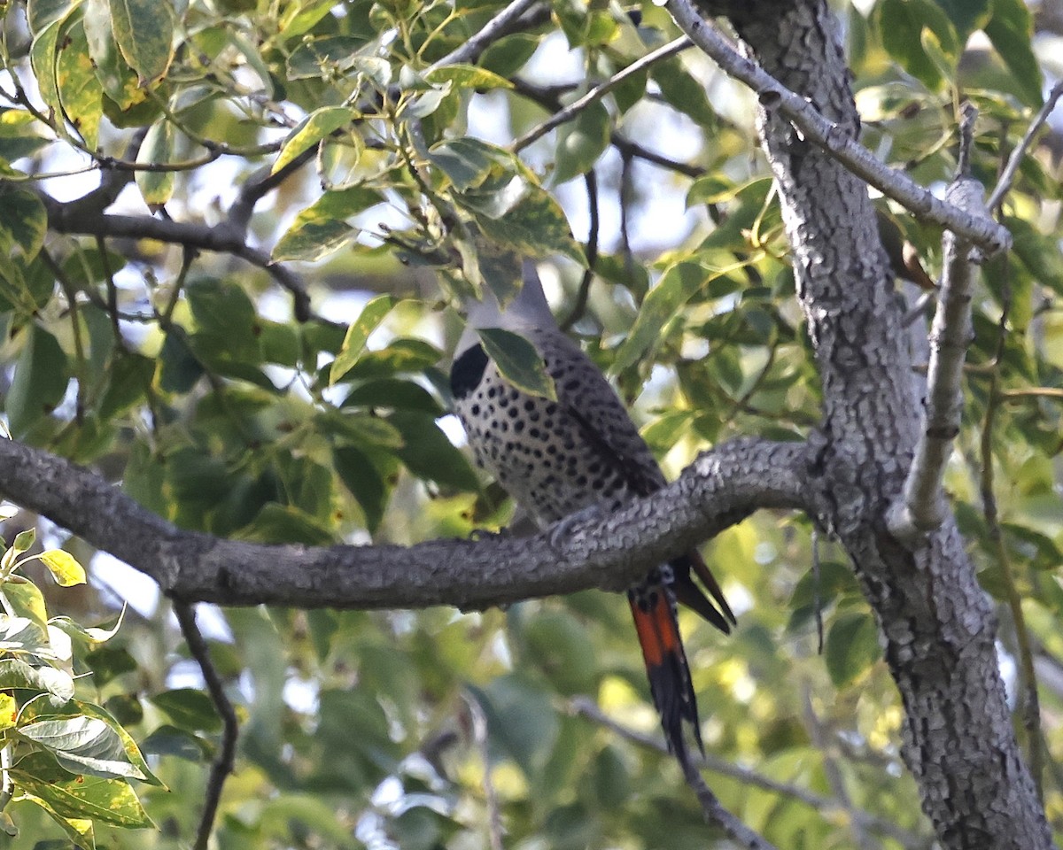 Northern Flicker (Red-shafted) - ML644632940