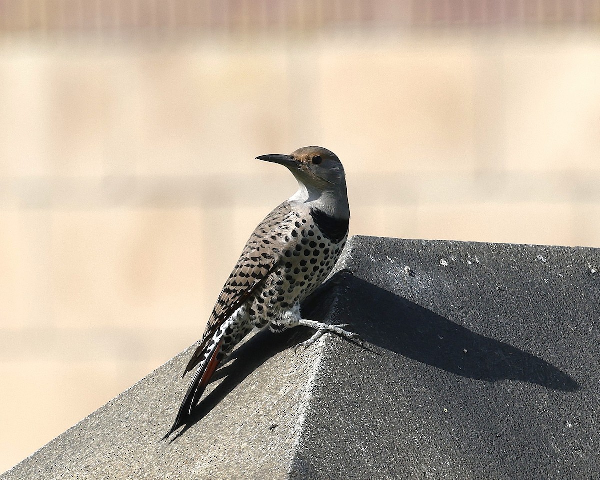 Northern Flicker (Red-shafted) - ML644632941