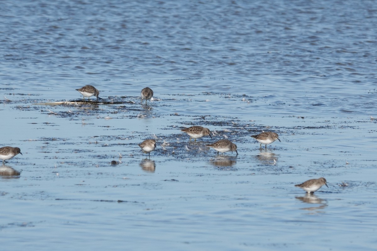 Least Sandpiper - ML644632942