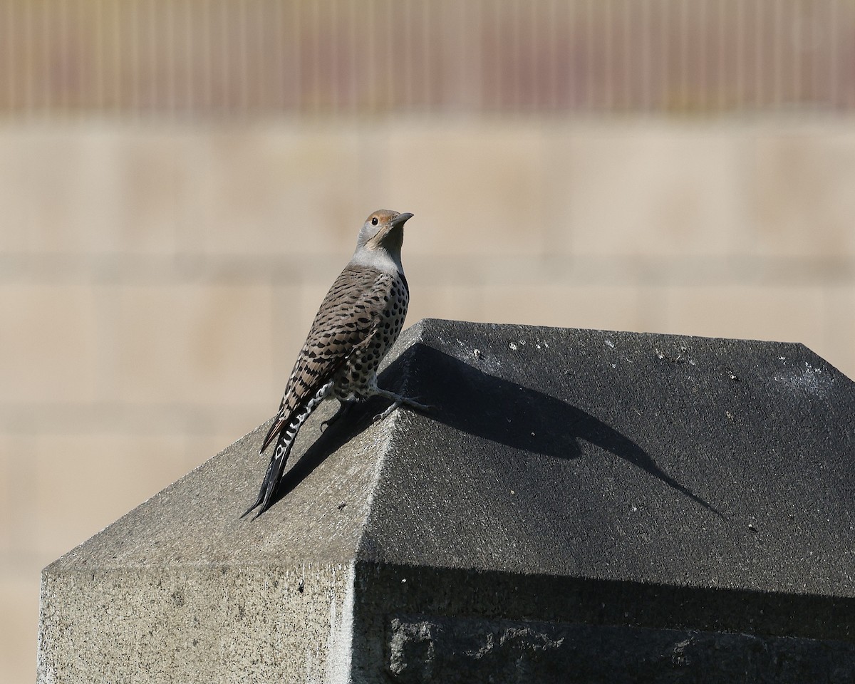 Northern Flicker (Red-shafted) - ML644632943