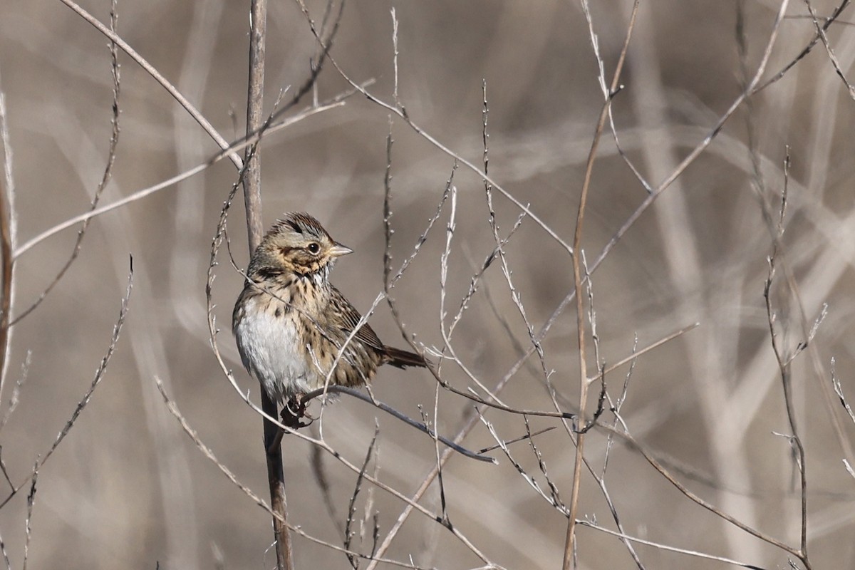 strnadec pruhohlavý - ML644632947