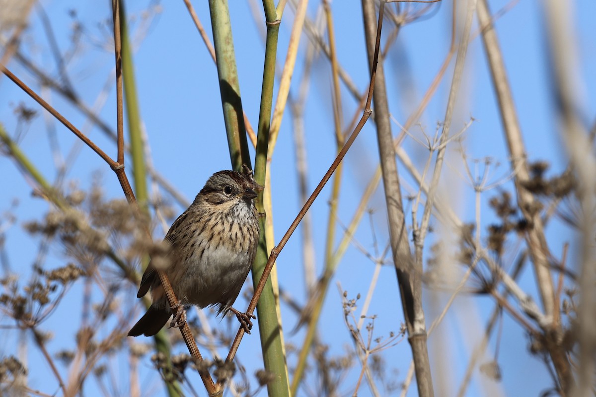 strnadec pruhohlavý - ML644632948