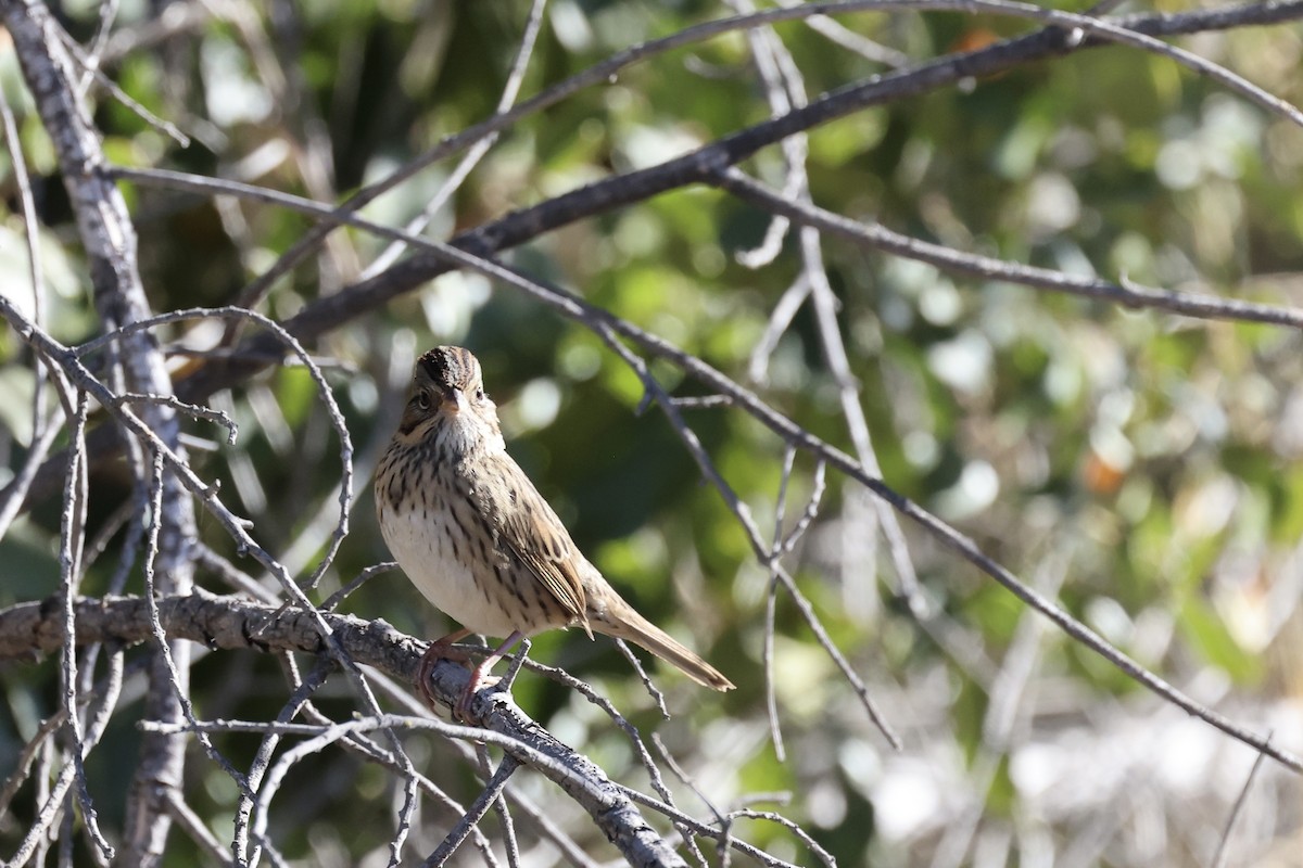 strnadec pruhohlavý - ML644632949