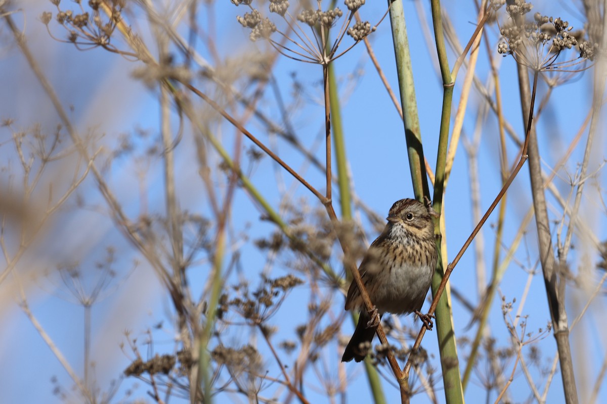 strnadec pruhohlavý - ML644632950