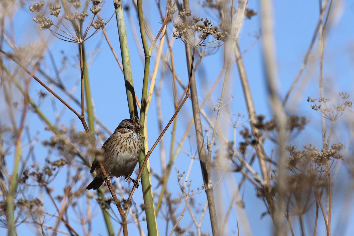 strnadec pruhohlavý - ML644632951