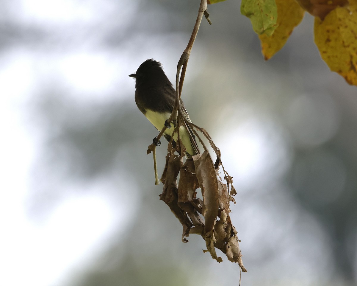 Black Phoebe - ML644632953