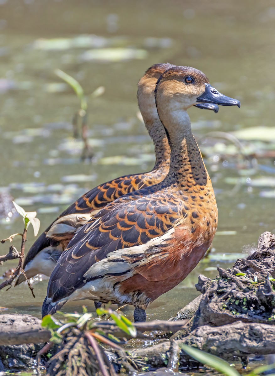 オオリュウキュウガモ - ML644632956