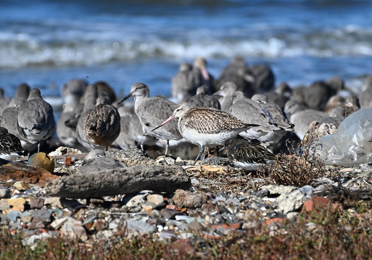 Bar-tailed Godwit - ML644632959